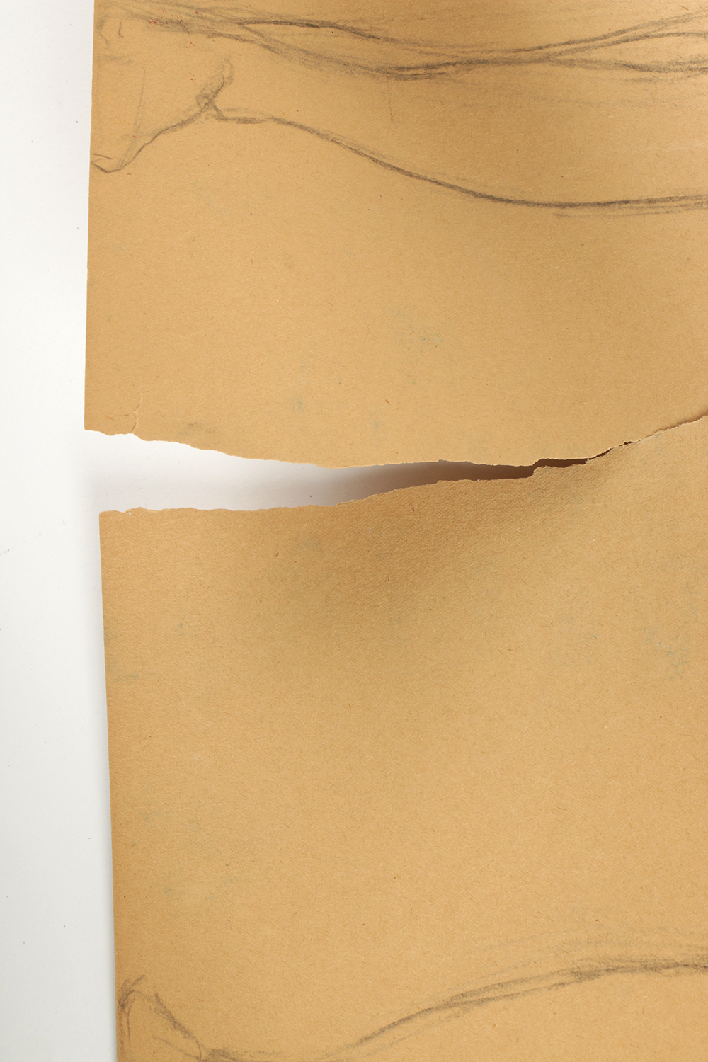 Emily B. Waite Graphite Drawing of an Anatomical Study