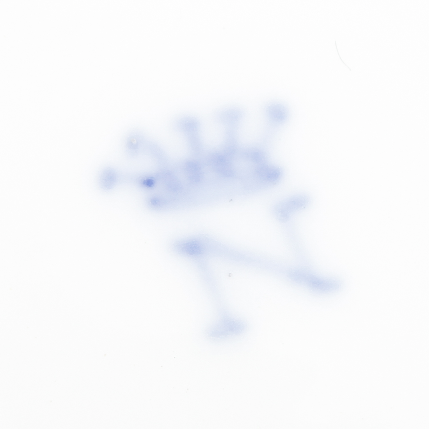 Capodimonte Made Espresso and Dessert Set