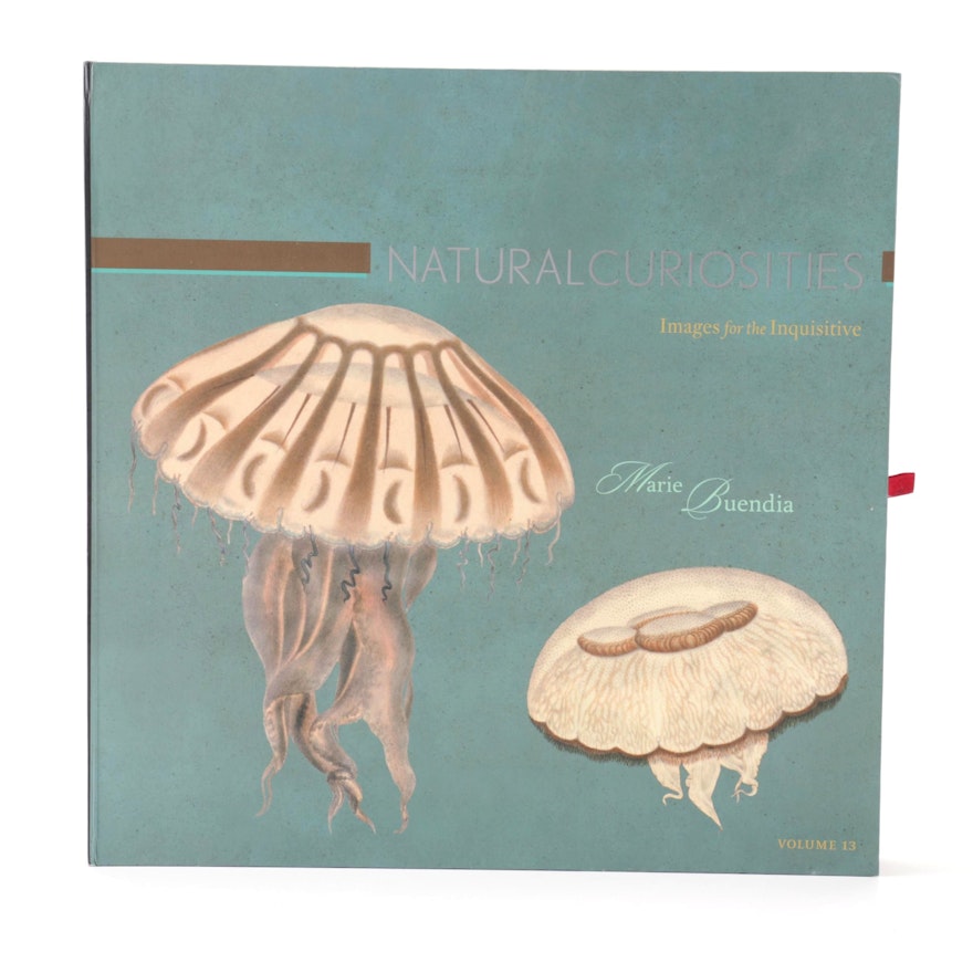 After Marie Buendia Offset Lithographs of Jellyfish "Natural Curiosities"