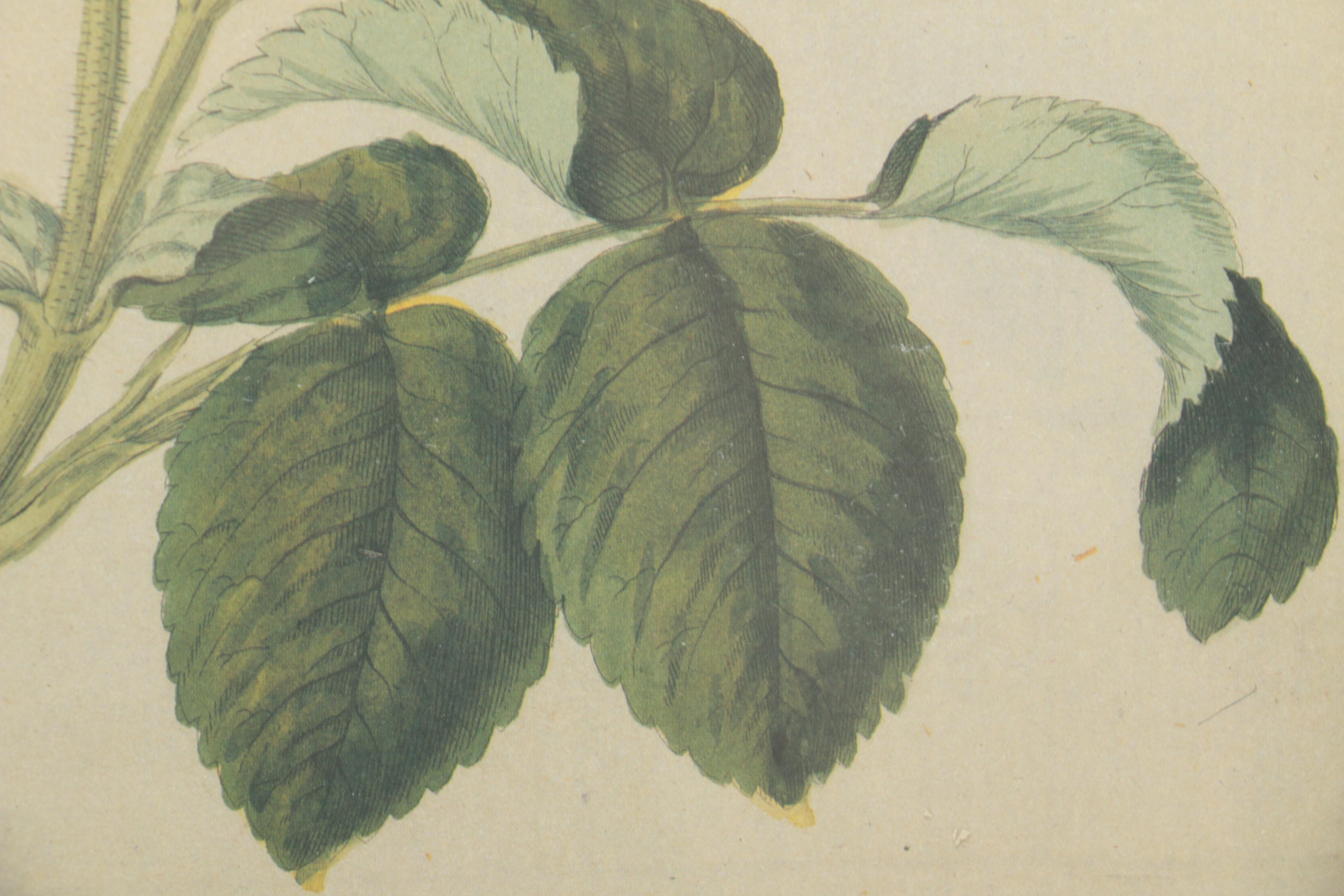 After F. J. Bertuch Offset Lithograph Print "Porte-Feuille des Enfants"