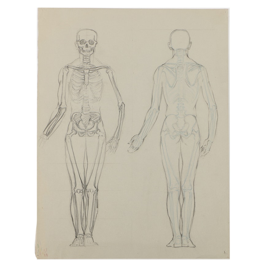 Emily B. Waite Graphite Drawing of the Skeletal System