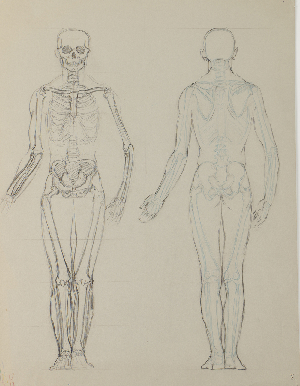 Emily B. Waite Graphite Drawing of the Skeletal System