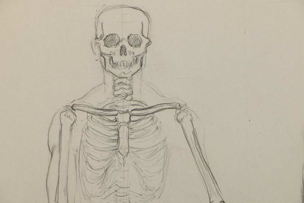 Emily B. Waite Graphite Drawing of the Skeletal System