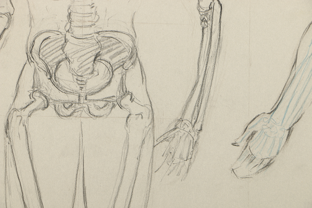 Emily B. Waite Graphite Drawing of the Skeletal System