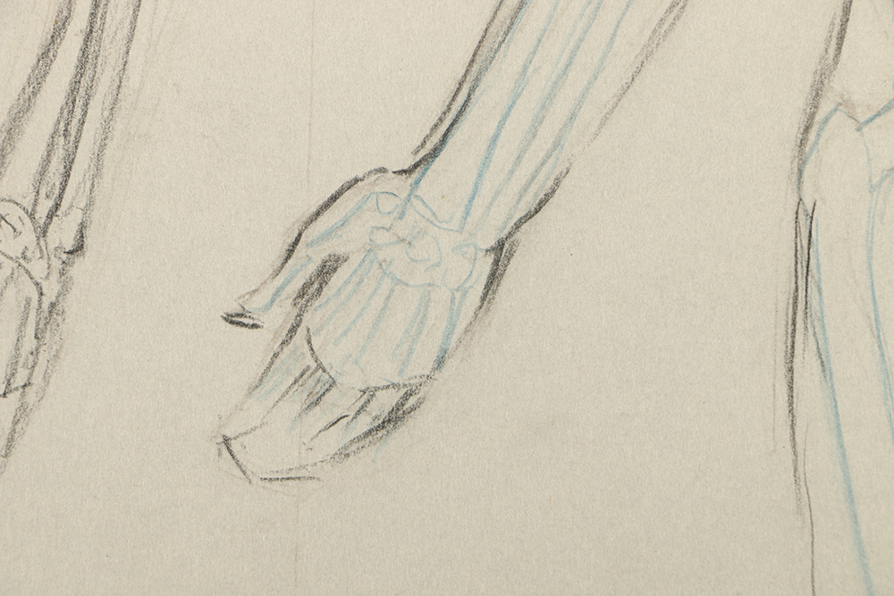 Emily B. Waite Graphite Drawing of the Skeletal System