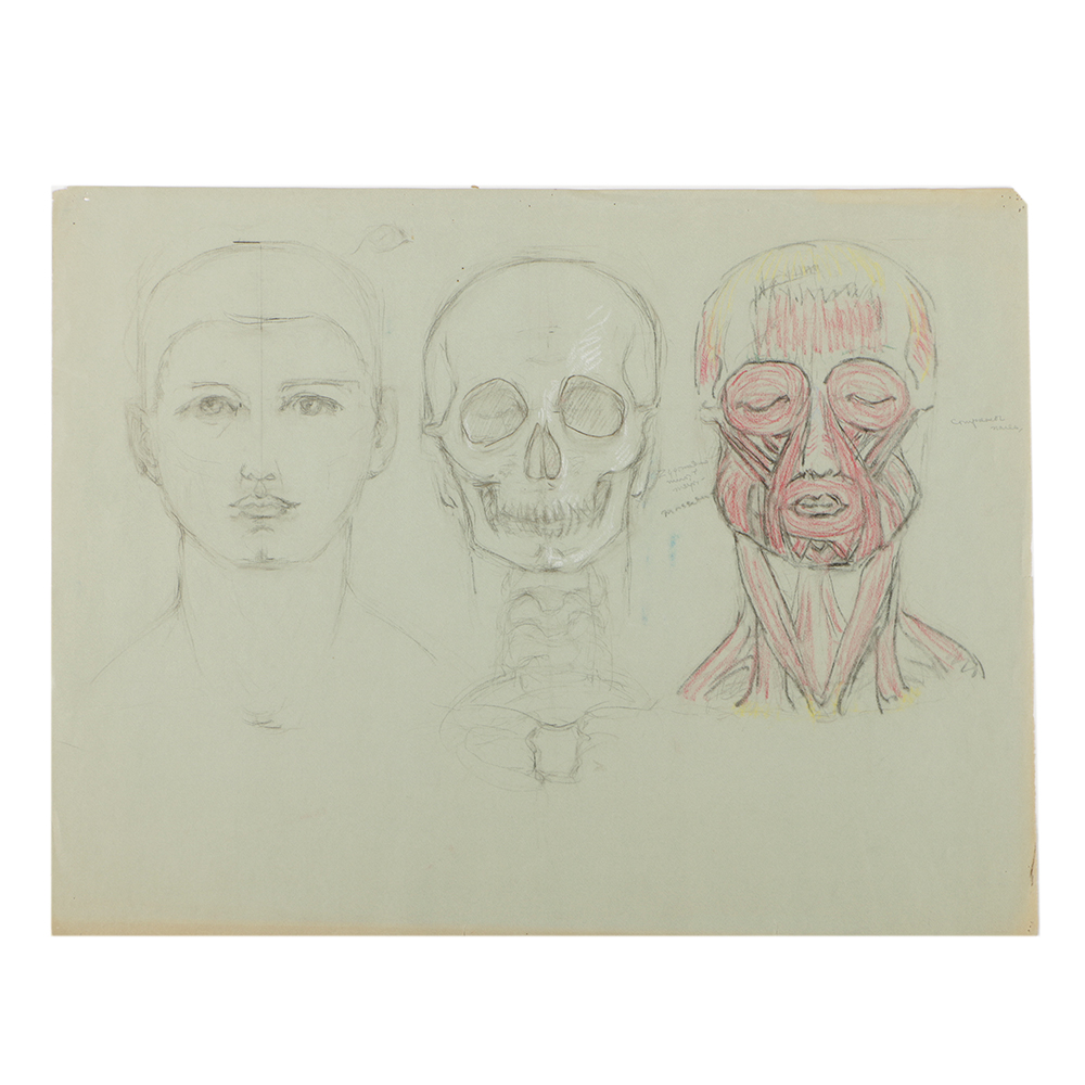 Emily Waite Double Sided Colored Charcoal Drawing Anatomical Study
