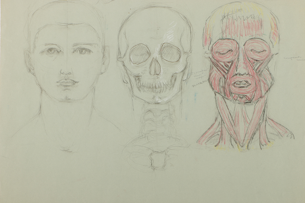 Emily Waite Double Sided Colored Charcoal Drawing Anatomical Study