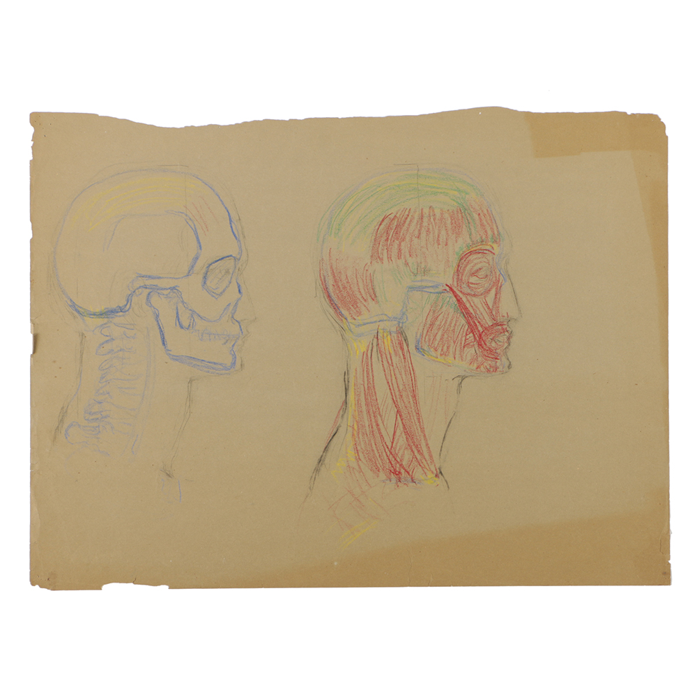 Emily Waite Colored Charcoal Drawing Facial Anatomical Study