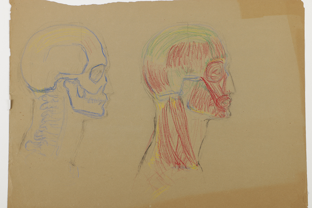 Emily Waite Colored Charcoal Drawing Facial Anatomical Study