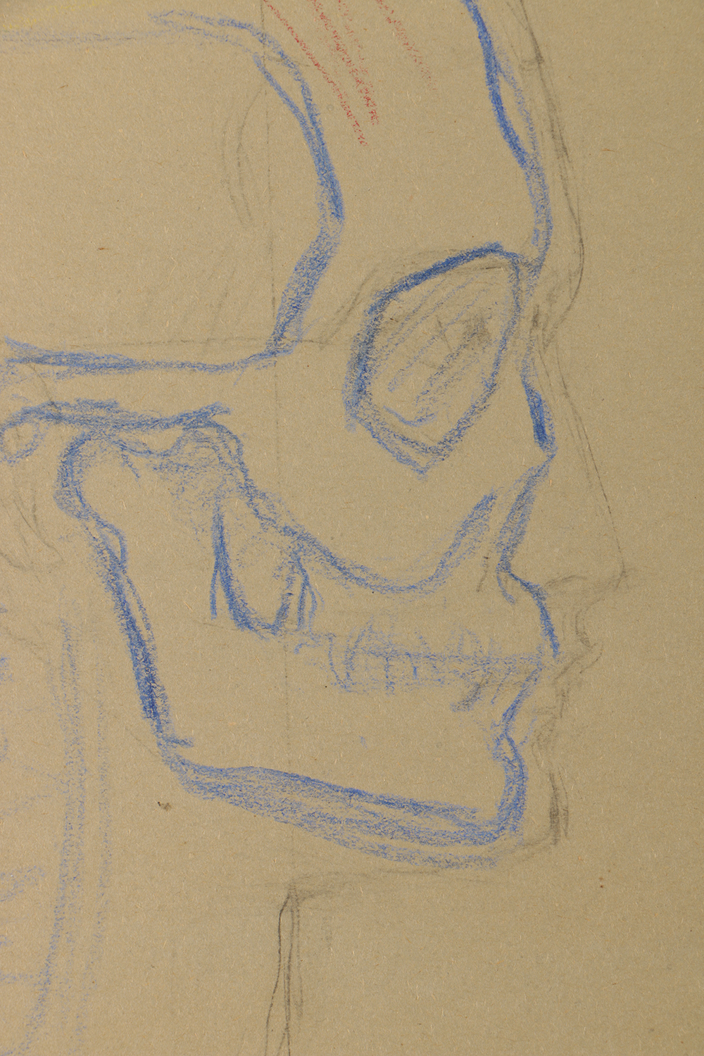 Emily Waite Colored Charcoal Drawing Facial Anatomical Study