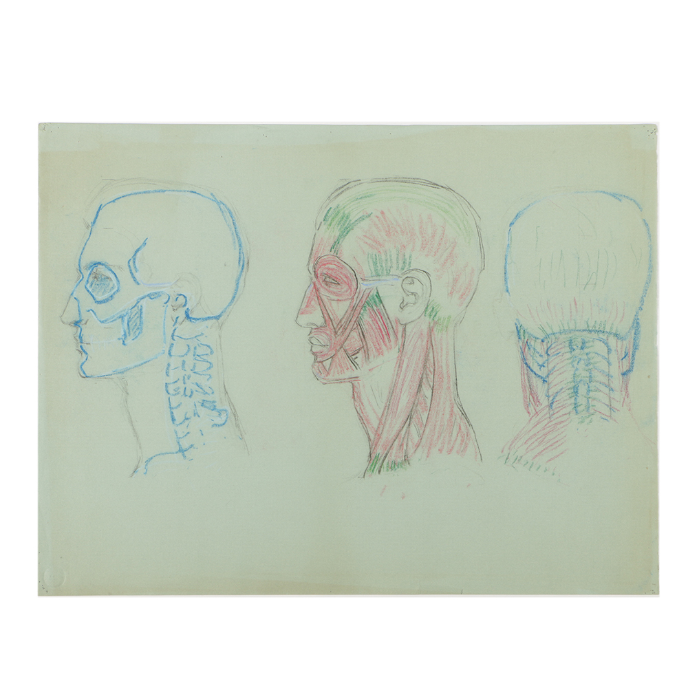 Emily B. Waite Colored Charcoal Drawing Anatomical Study