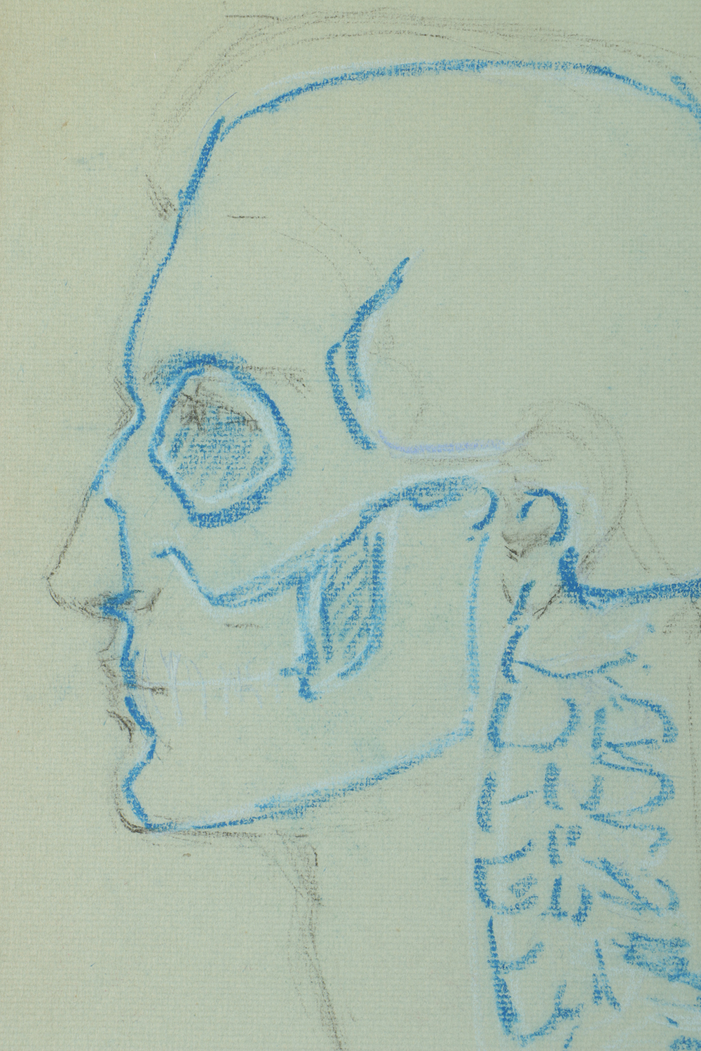 Emily B. Waite Colored Charcoal Drawing Anatomical Study