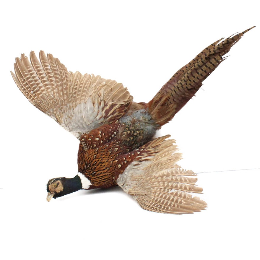 Male Pheasant Taxidermy Wall Mount