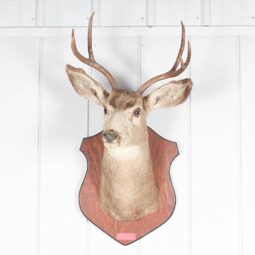 Vintage Six-Point Mule Deer Taxidermy Mount