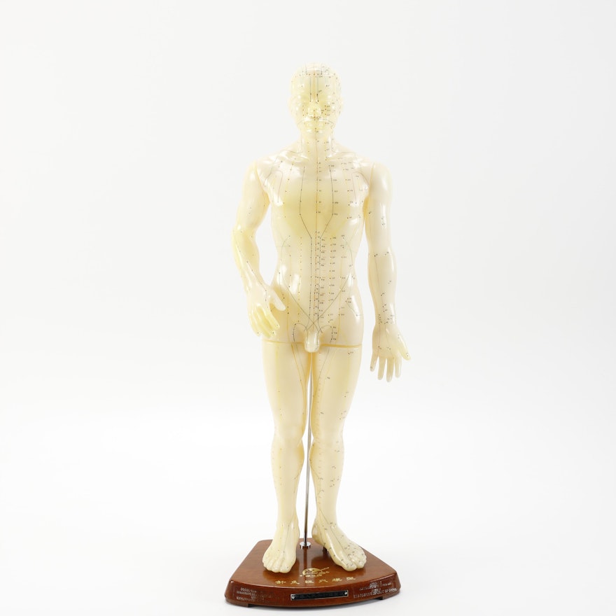 Chinese Acupuncture Teaching Aid Model