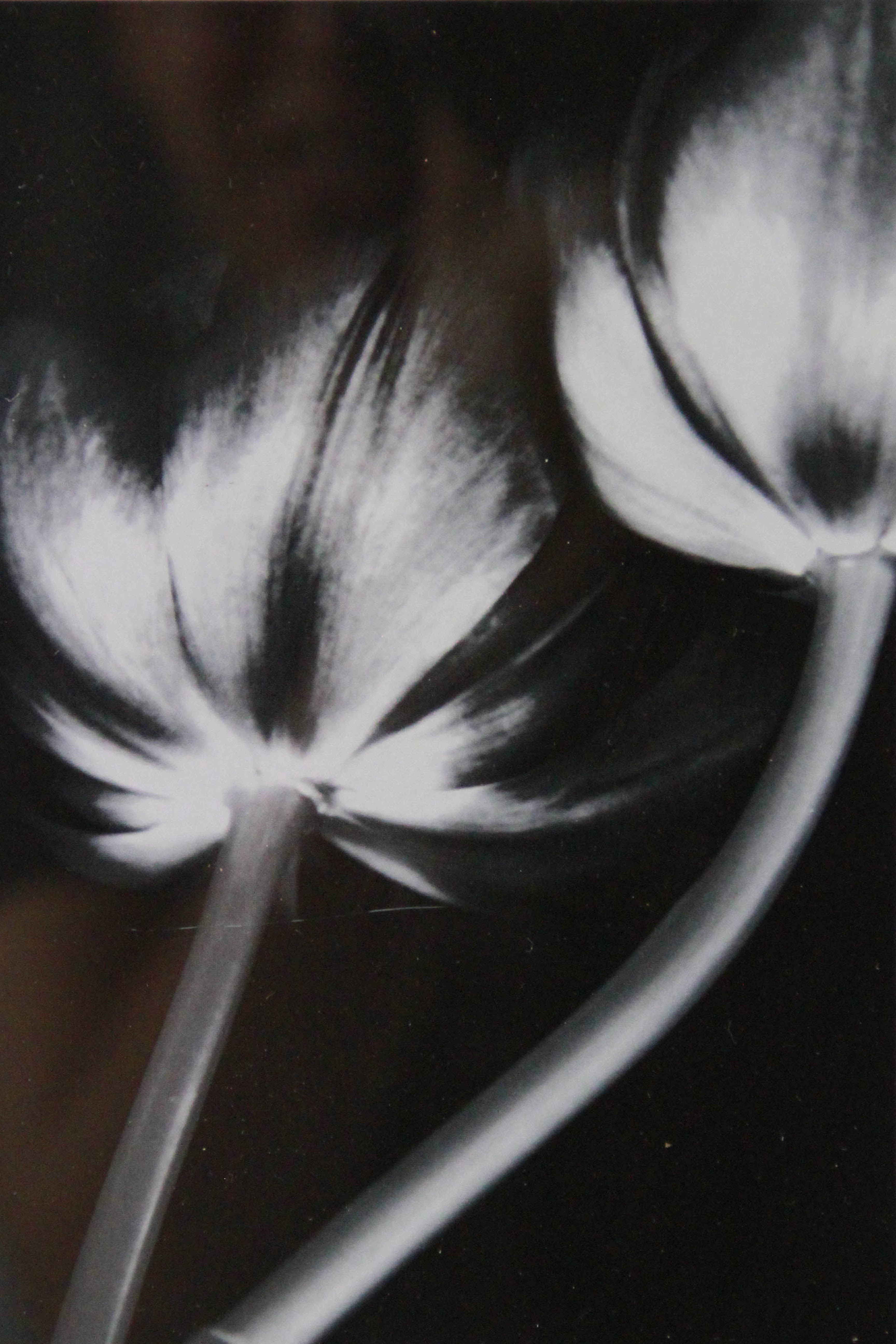 Collection of Framed Offset Lithographs