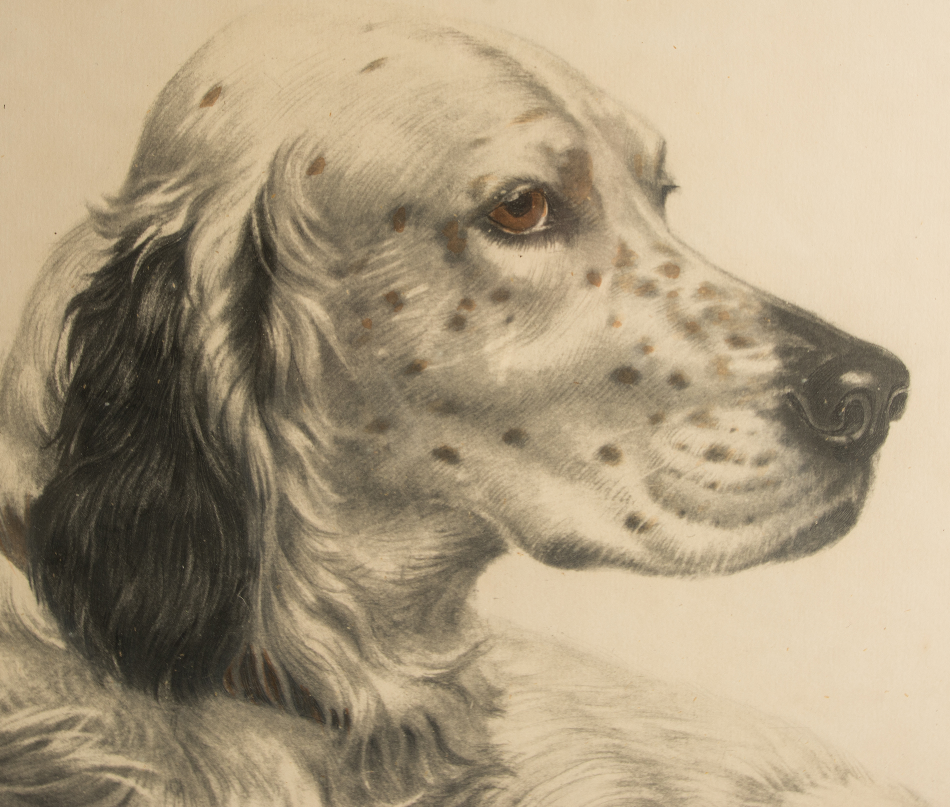 Leon Danchin Hand Colored Engraving