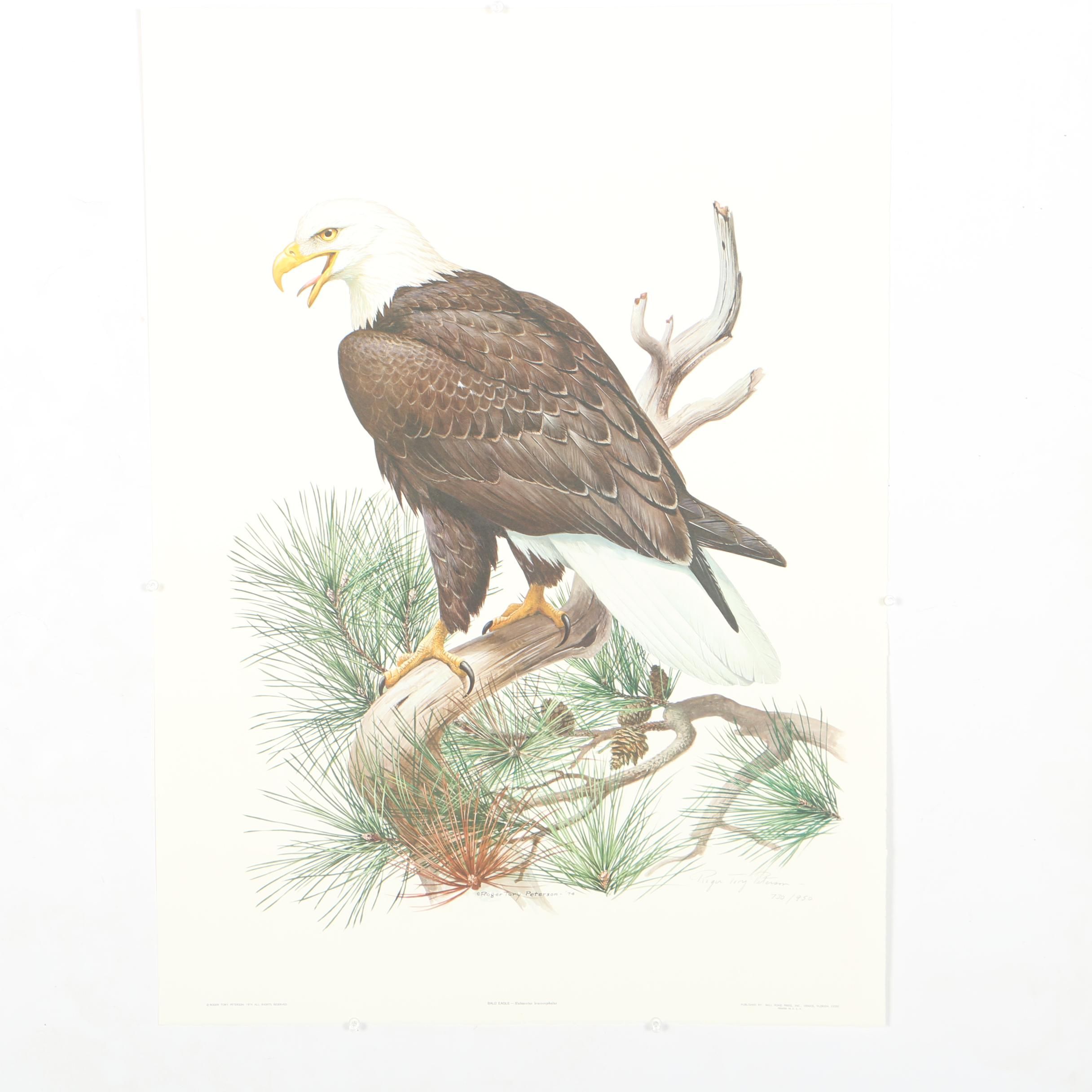 After Roger Tory Peterson Limited Edition Bald Eagle Offset Lithograph