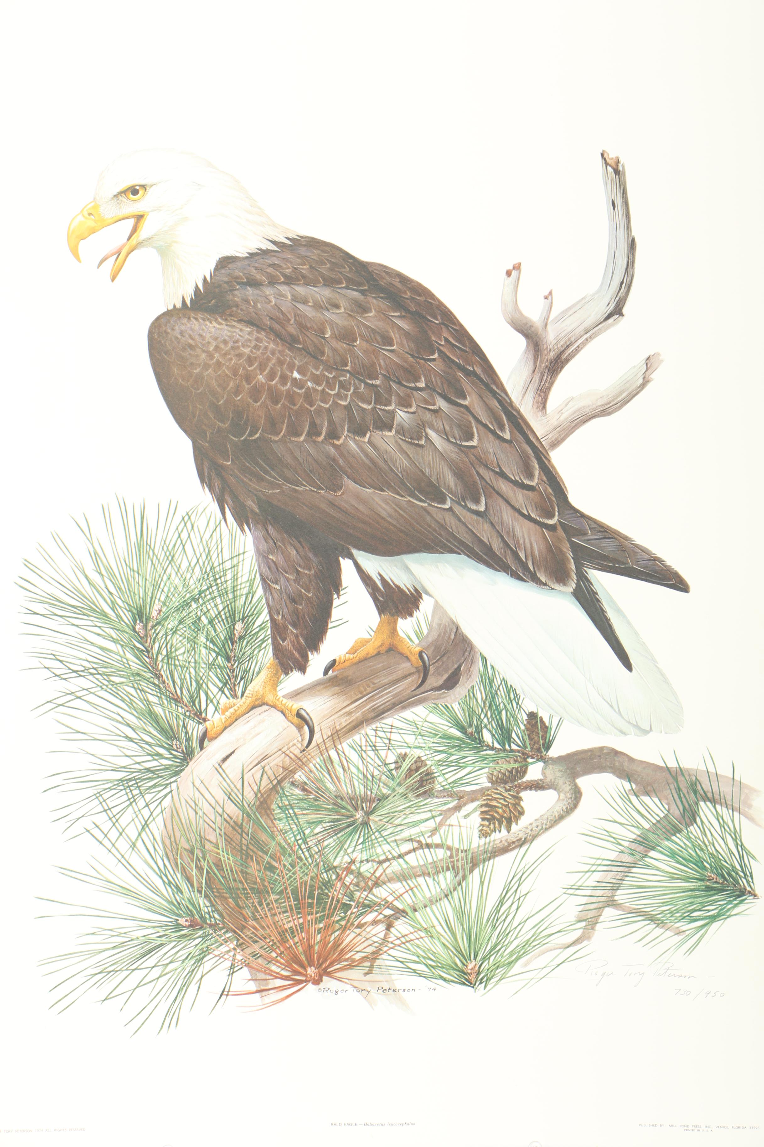 After Roger Tory Peterson Limited Edition Bald Eagle Offset Lithograph