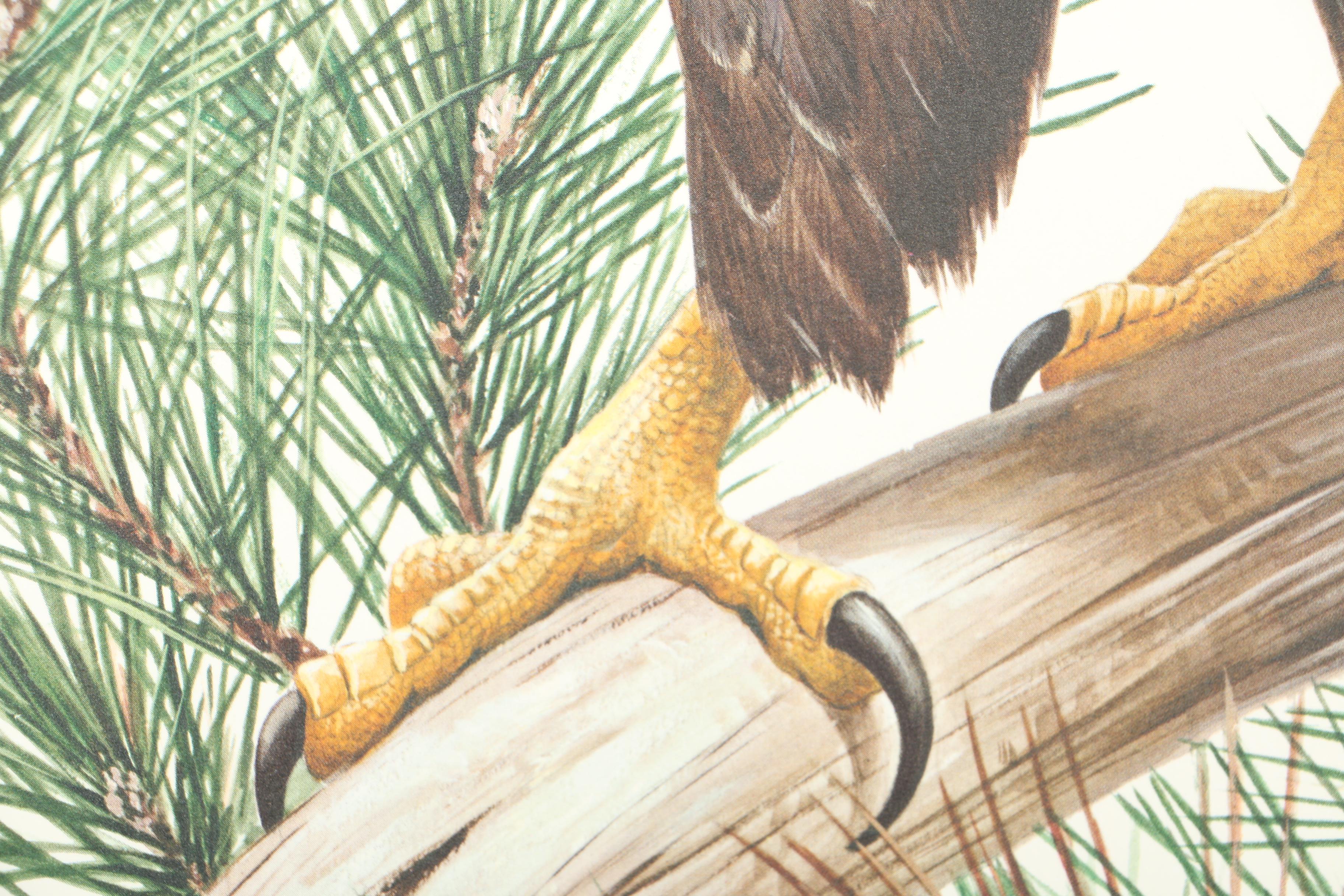 After Roger Tory Peterson Limited Edition Bald Eagle Offset Lithograph