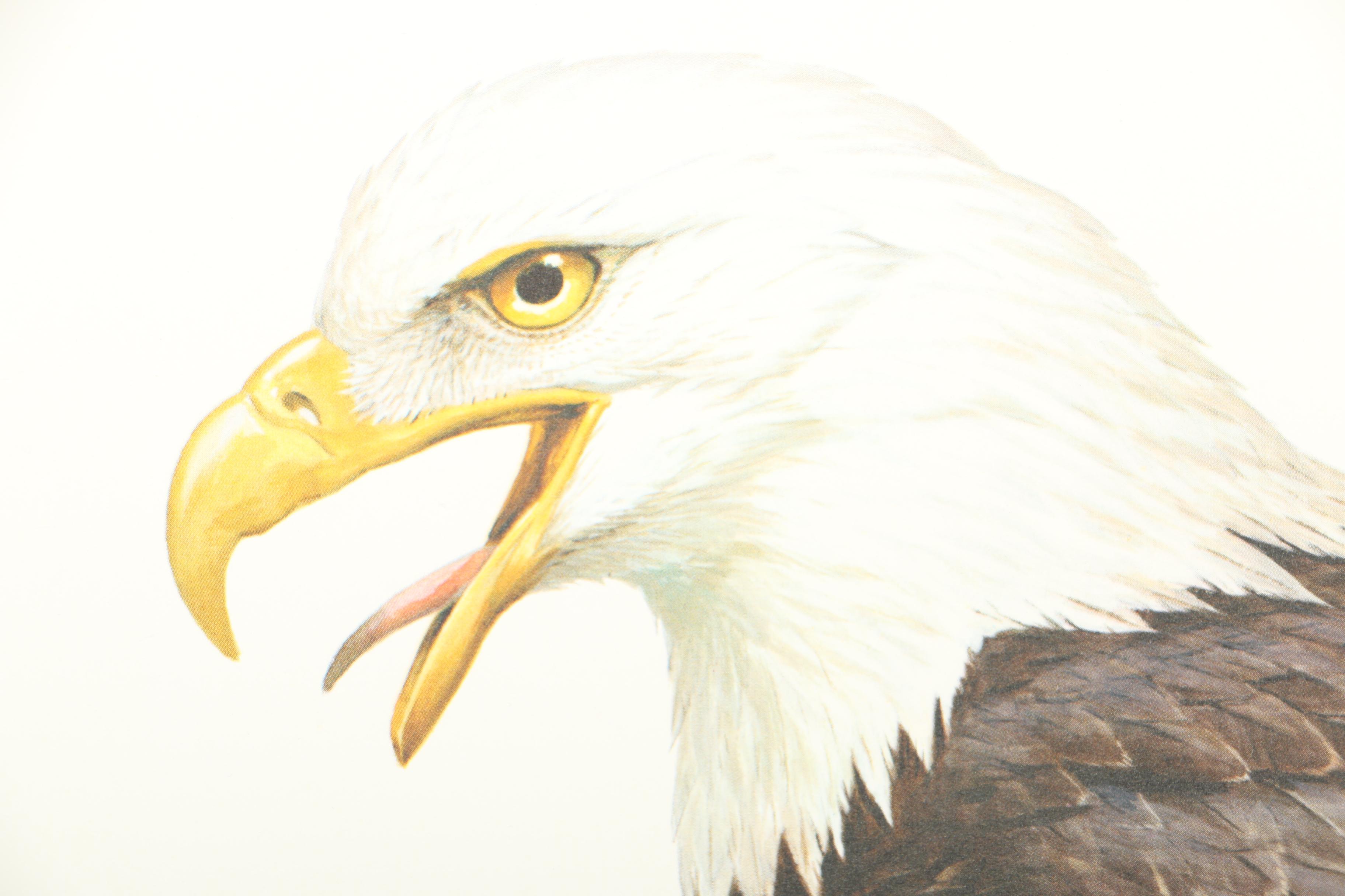 After Roger Tory Peterson Limited Edition Bald Eagle Offset Lithograph