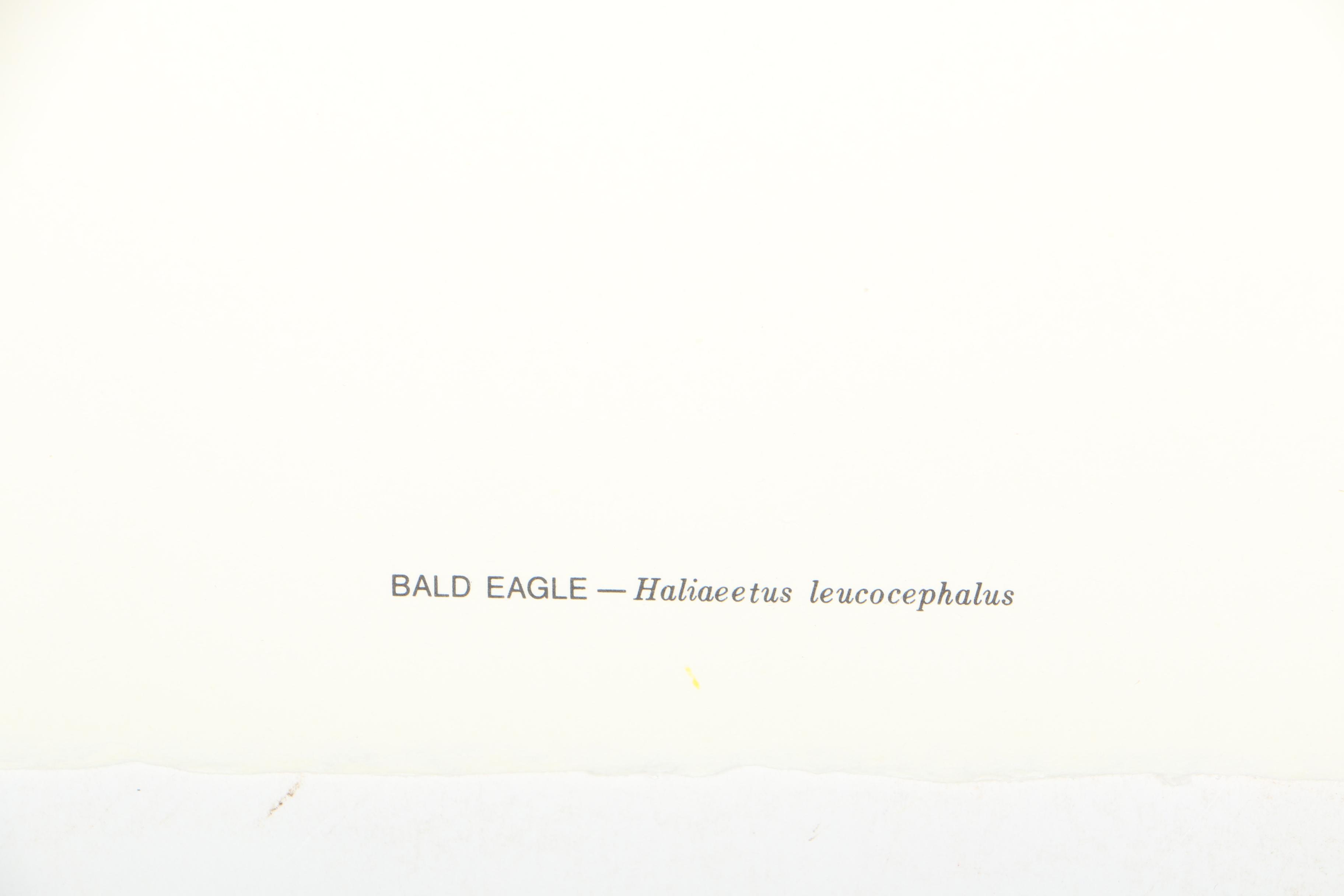 After Roger Tory Peterson Limited Edition Bald Eagle Offset Lithograph