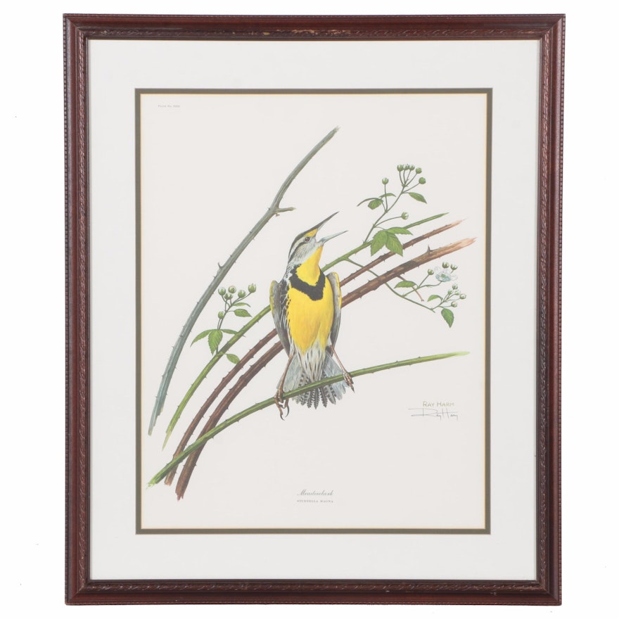 After Ray Harm Offset Lithograph "Meadowlark"