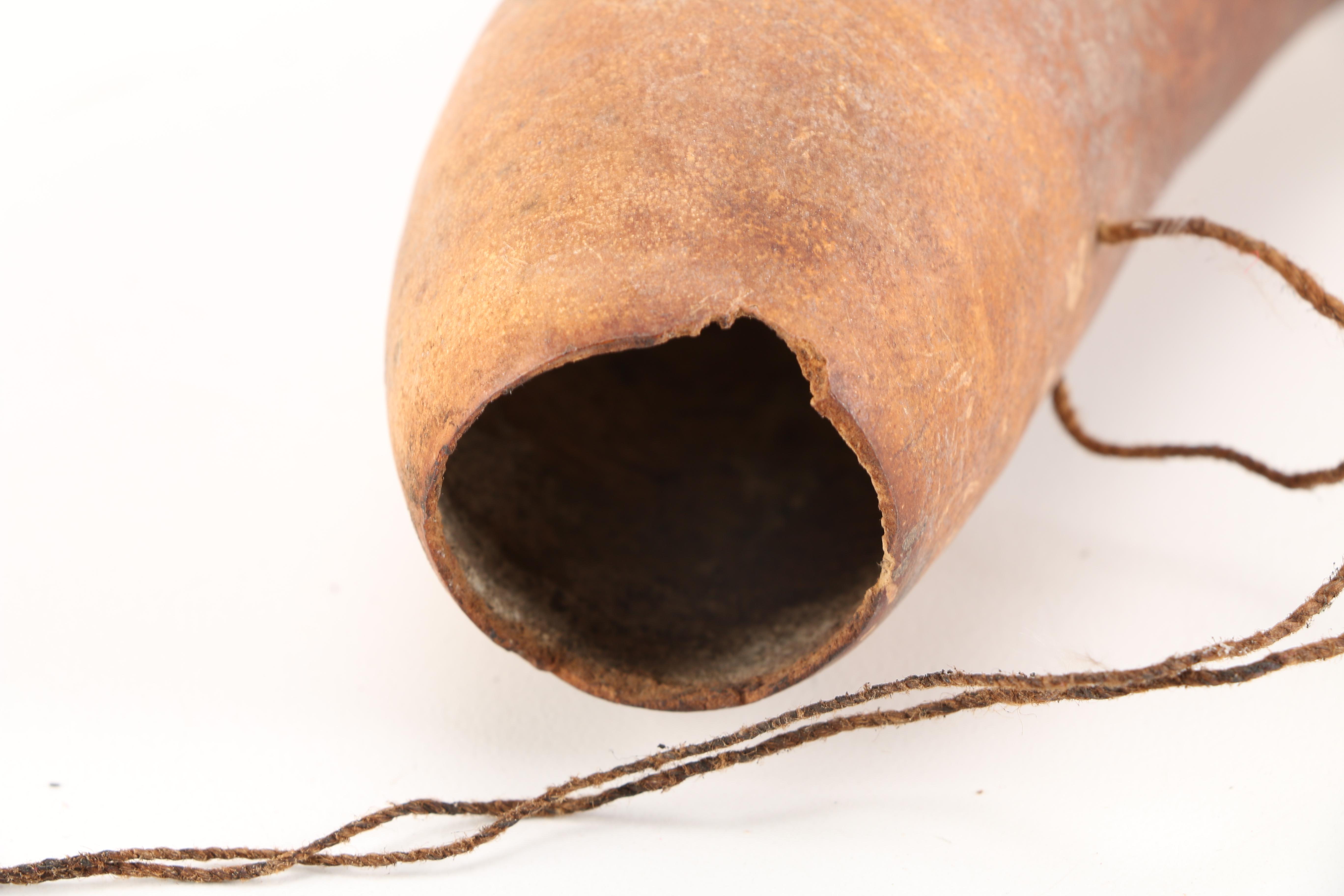 Papua New Guinean Koteka Gourd Penis Sheaths