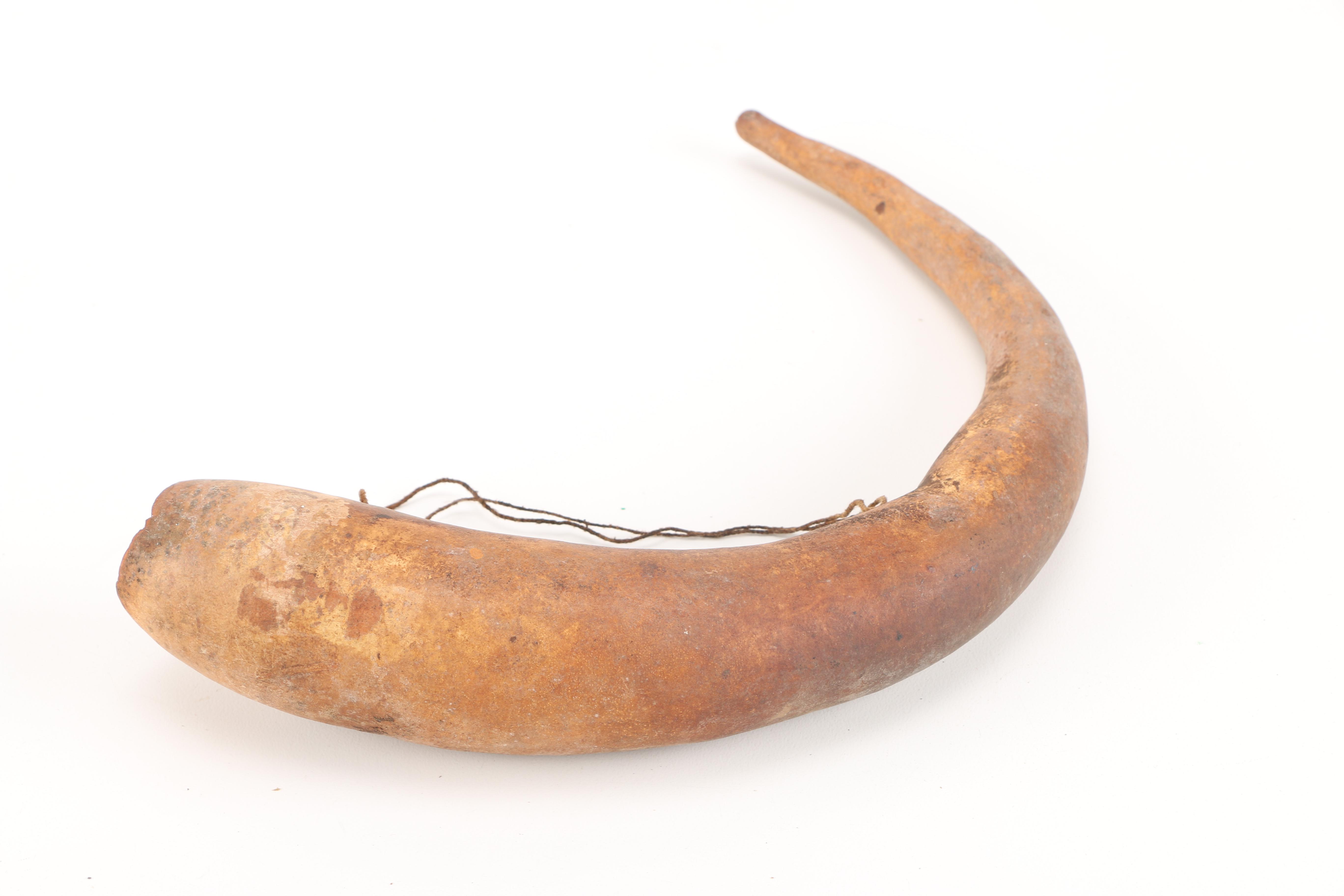 Papua New Guinean Koteka Gourd Penis Sheaths