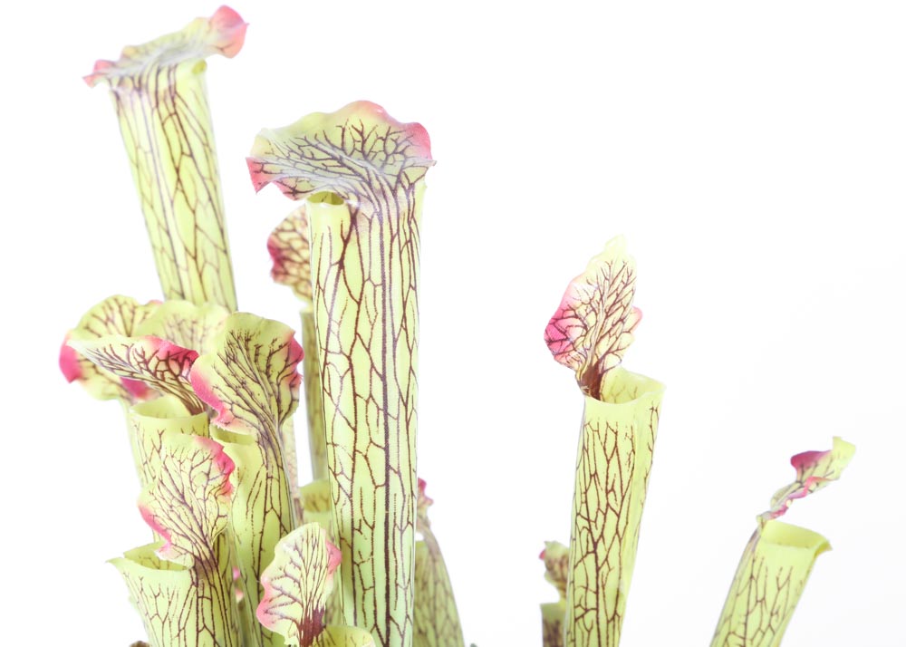 Faux Pitcher Plants