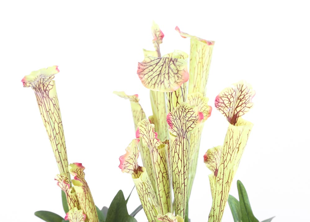 Faux Pitcher Plants
