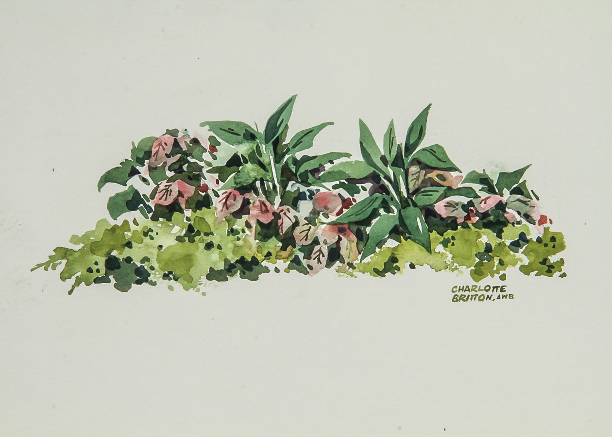 Charlotte Britton Watercolor Painting on Paper "Herbaceous Plants"