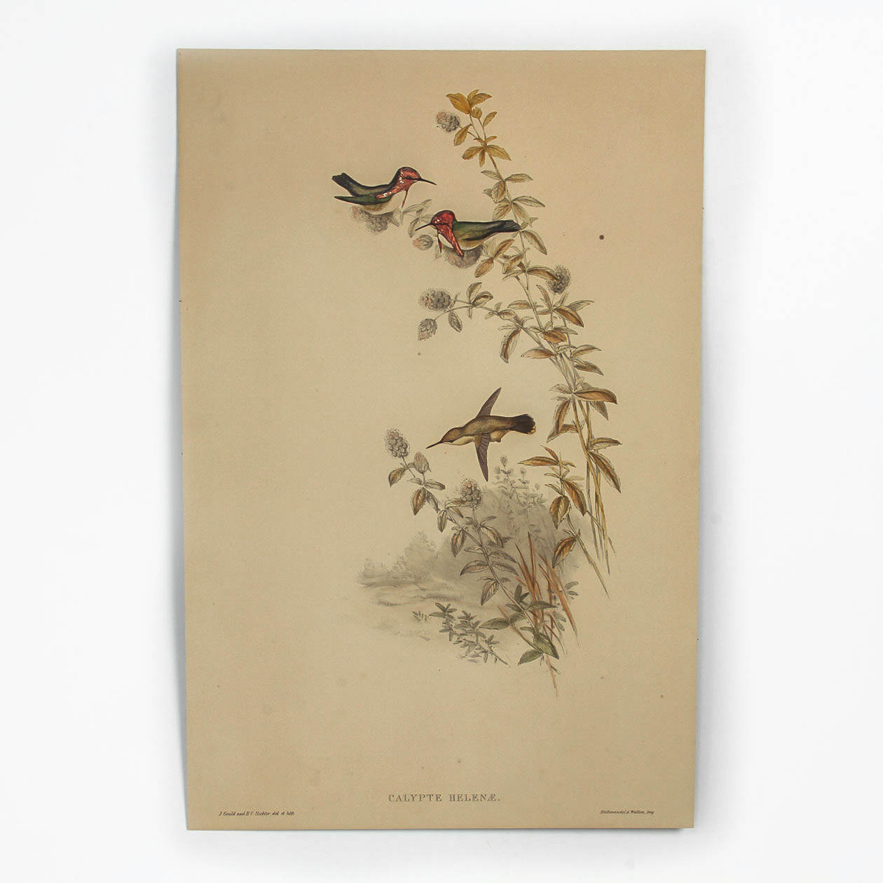 After John Gould and Henry Constantine Richter Lithograph on Board "Helena Hummingbirds"