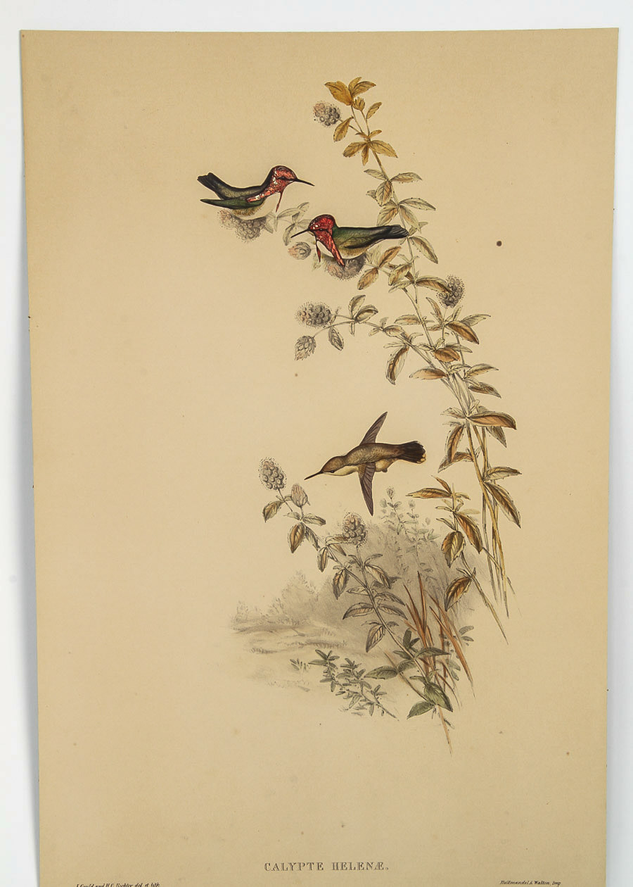 After John Gould and Henry Constantine Richter Lithograph on Board "Helena Hummingbirds"