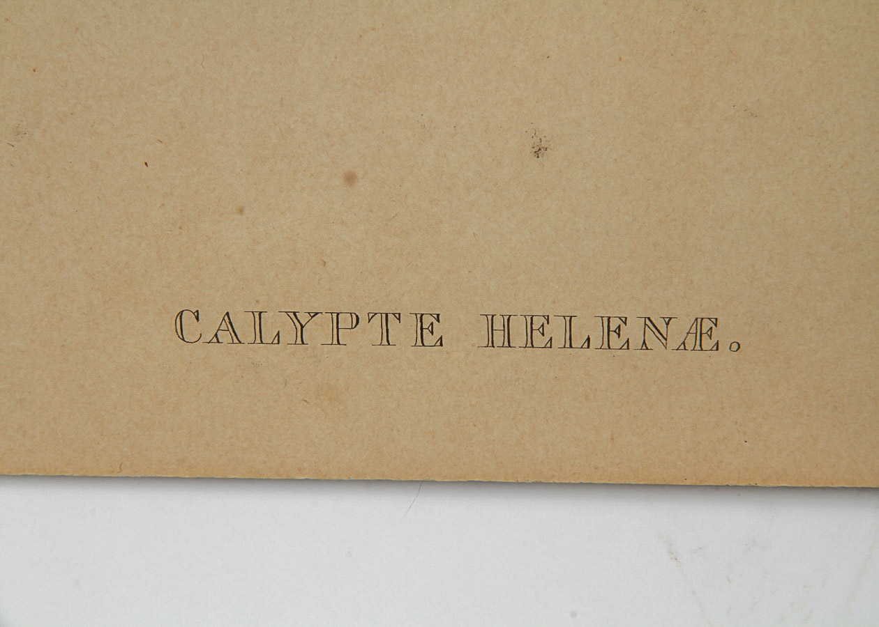 After John Gould and Henry Constantine Richter Lithograph on Board "Helena Hummingbirds"