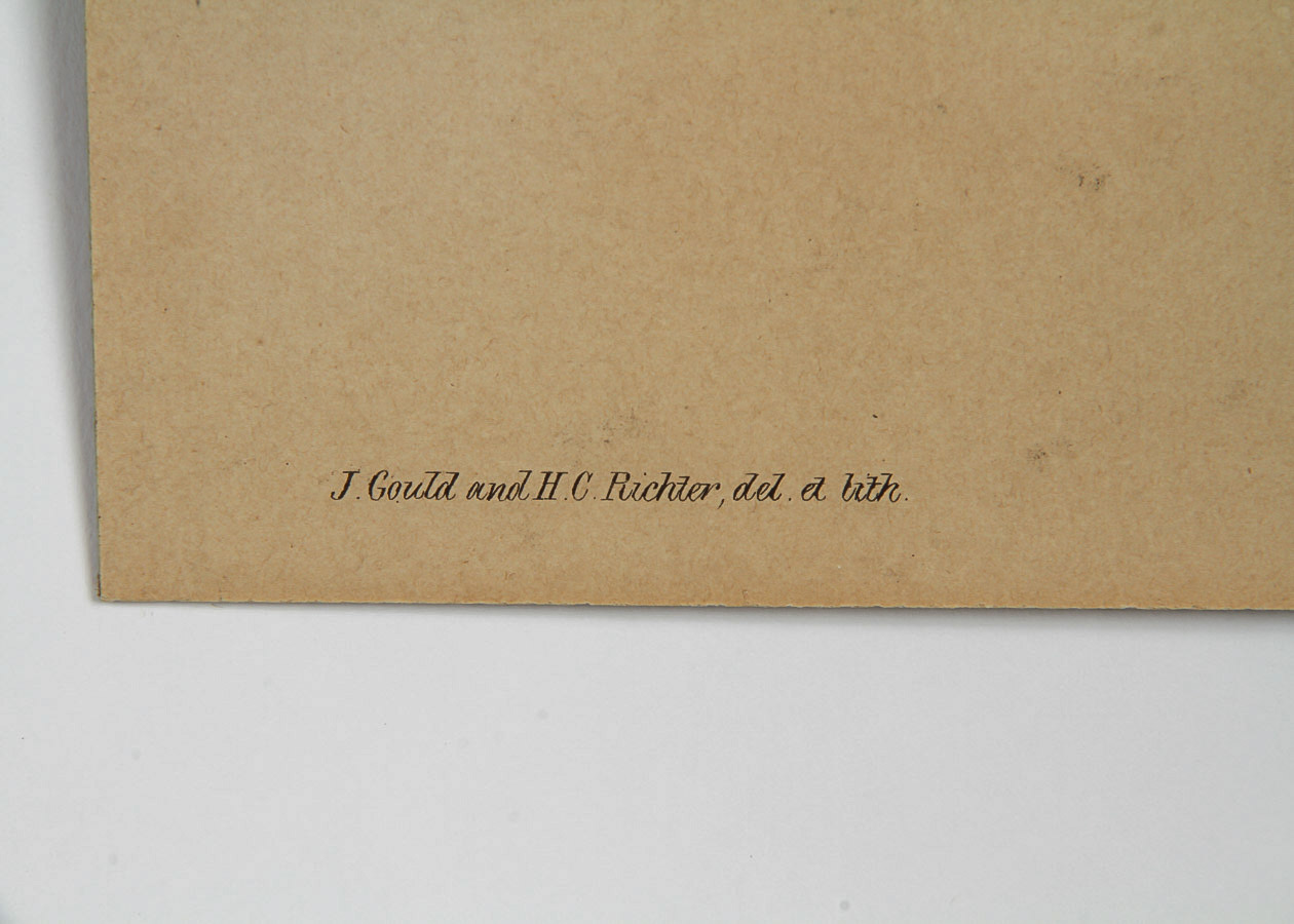 After John Gould and Henry Constantine Richter Lithograph on Board "Helena Hummingbirds"