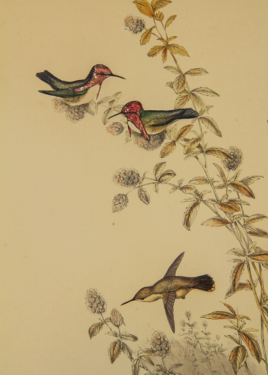 After John Gould and Henry Constantine Richter Lithograph on Board "Helena Hummingbirds"