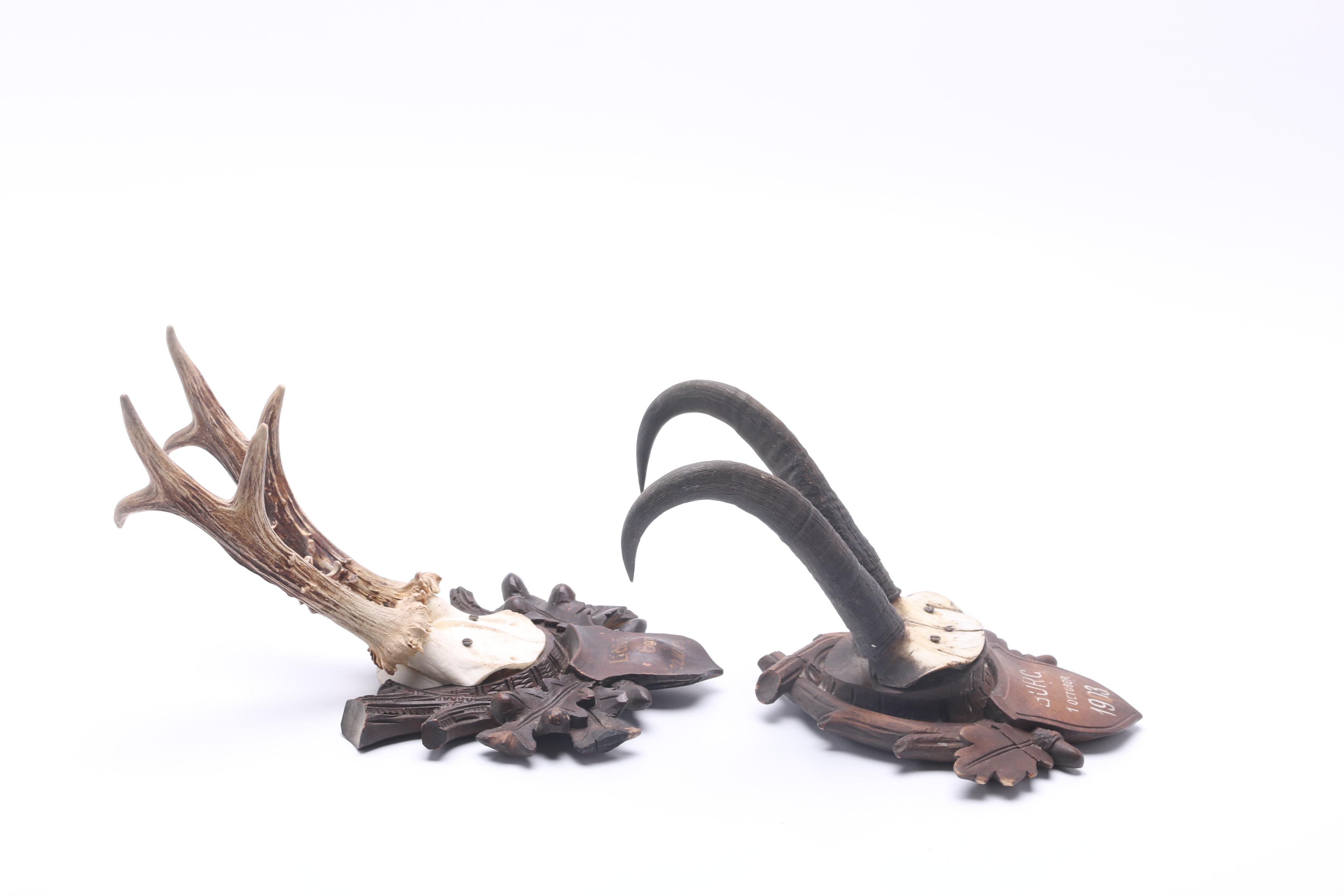 Antique Mounted Pronghorn and Deer Antlers