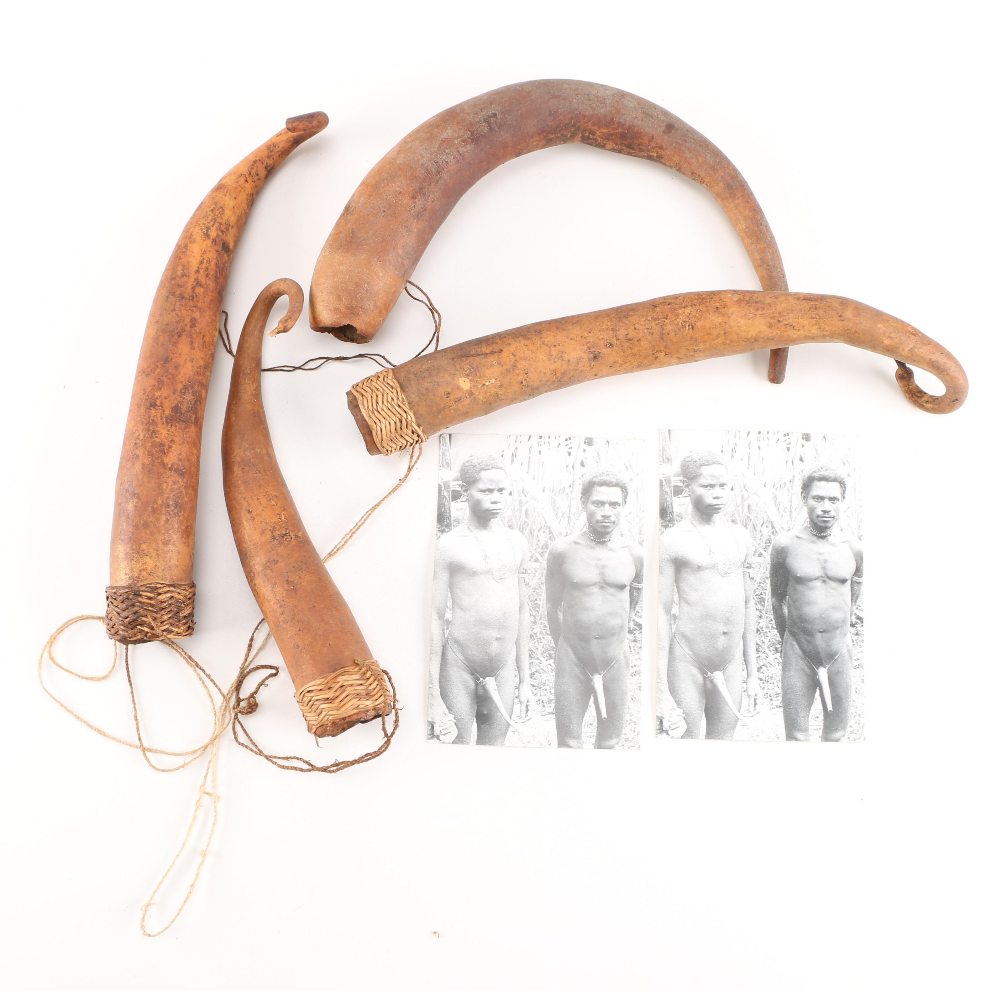 Papua New Guinean Koteka Gourd Penis Sheaths