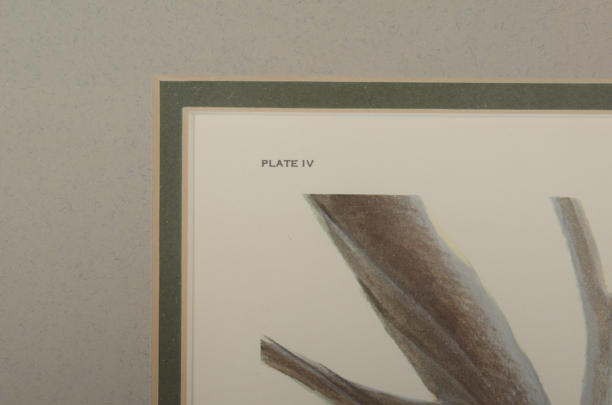 John Ruthven Signed Limited Edition Offset Lithograph "Barred Ow