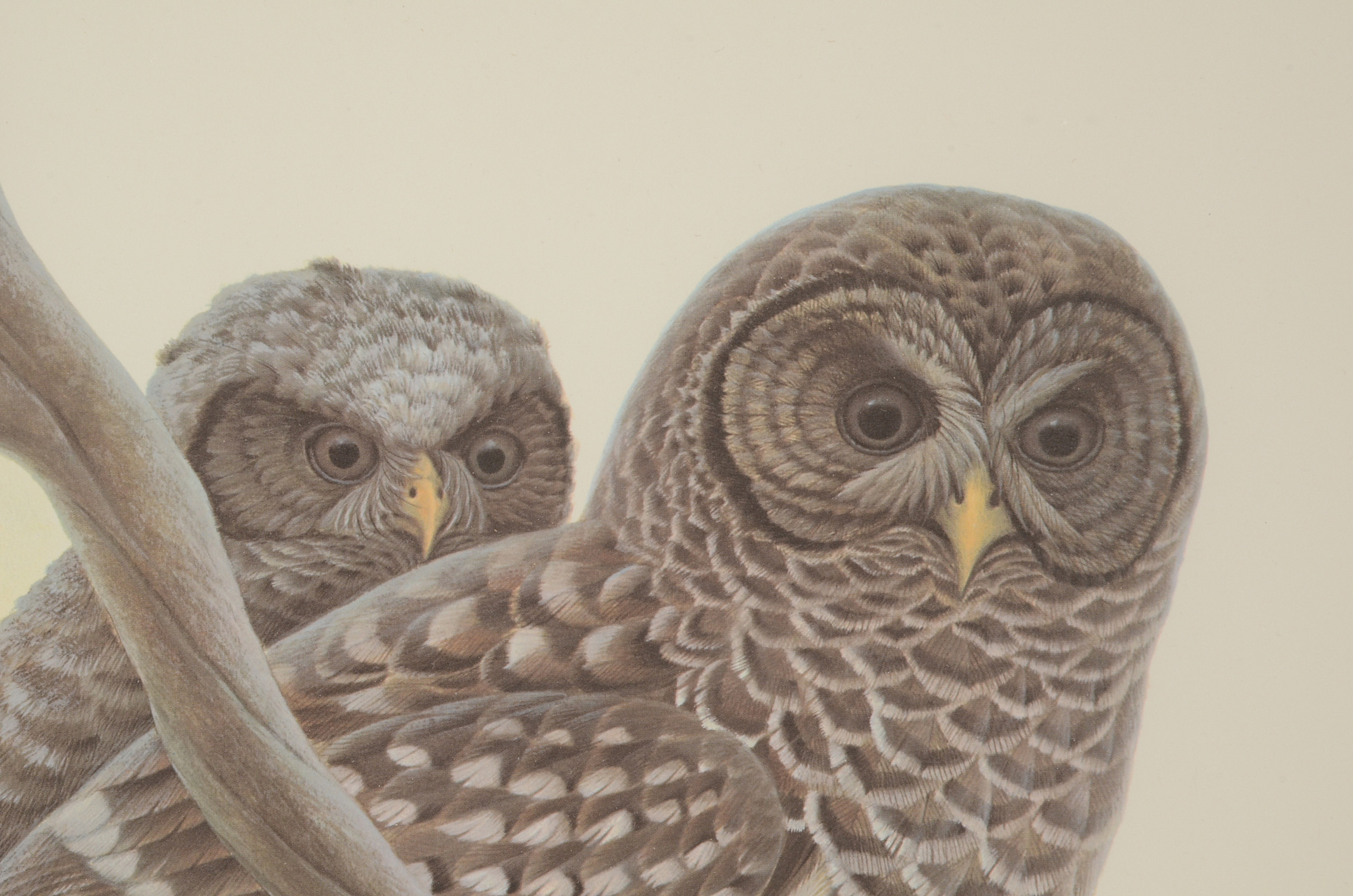 John Ruthven Signed Limited Edition Offset Lithograph "Barred Ow