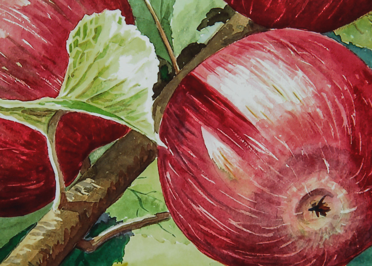 Barbara Louv Limited Edition Giclée on Paper "Ready to Pluck"