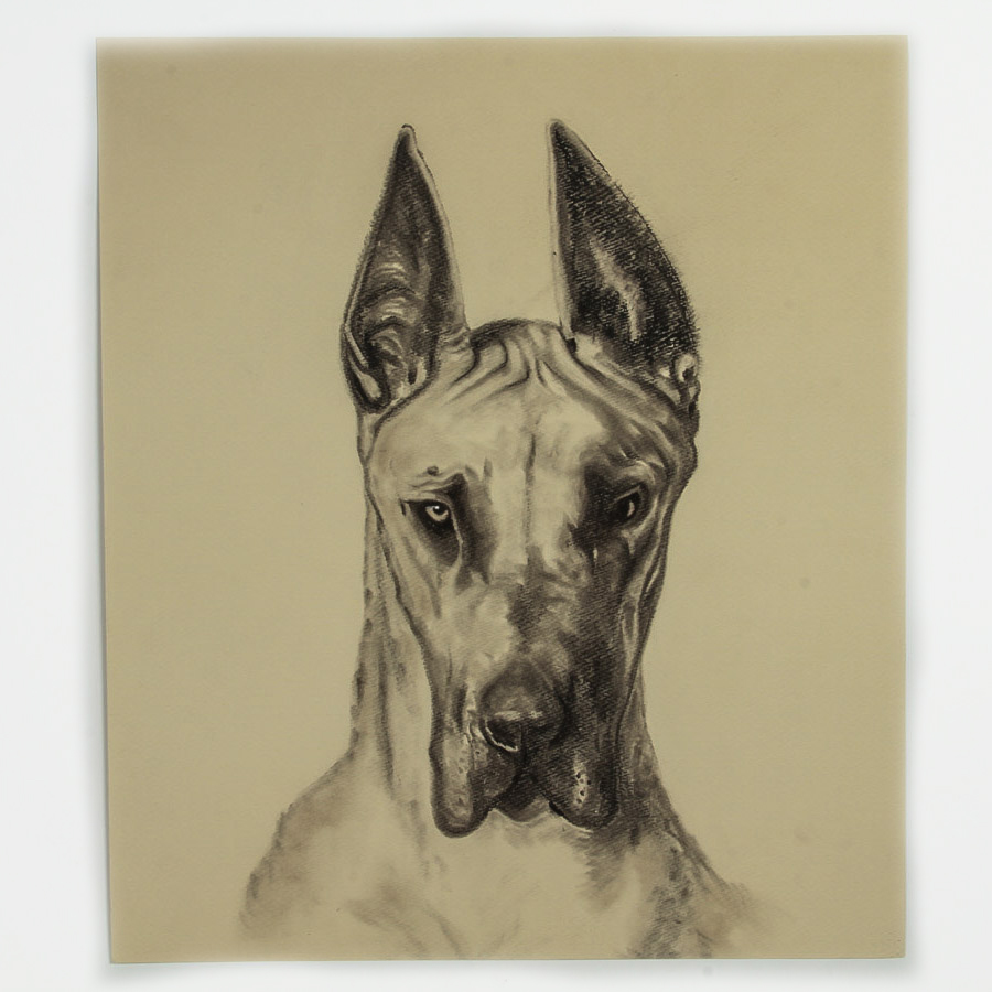 Signed Charcoal Drawing on Paper "Portrait of a Great Dane"