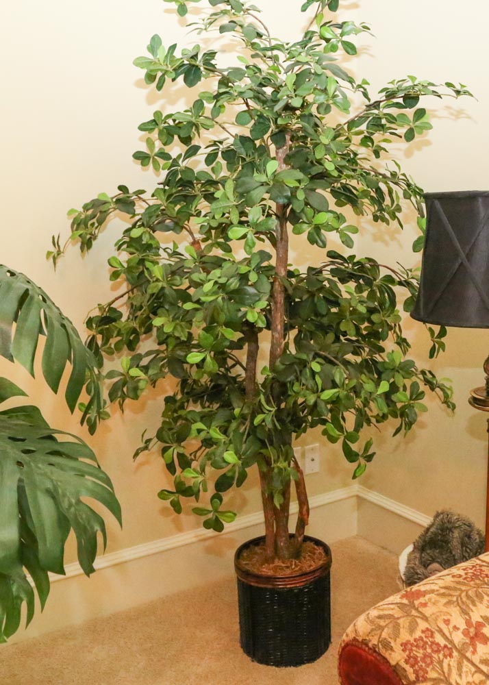 Potted Faux Ficus