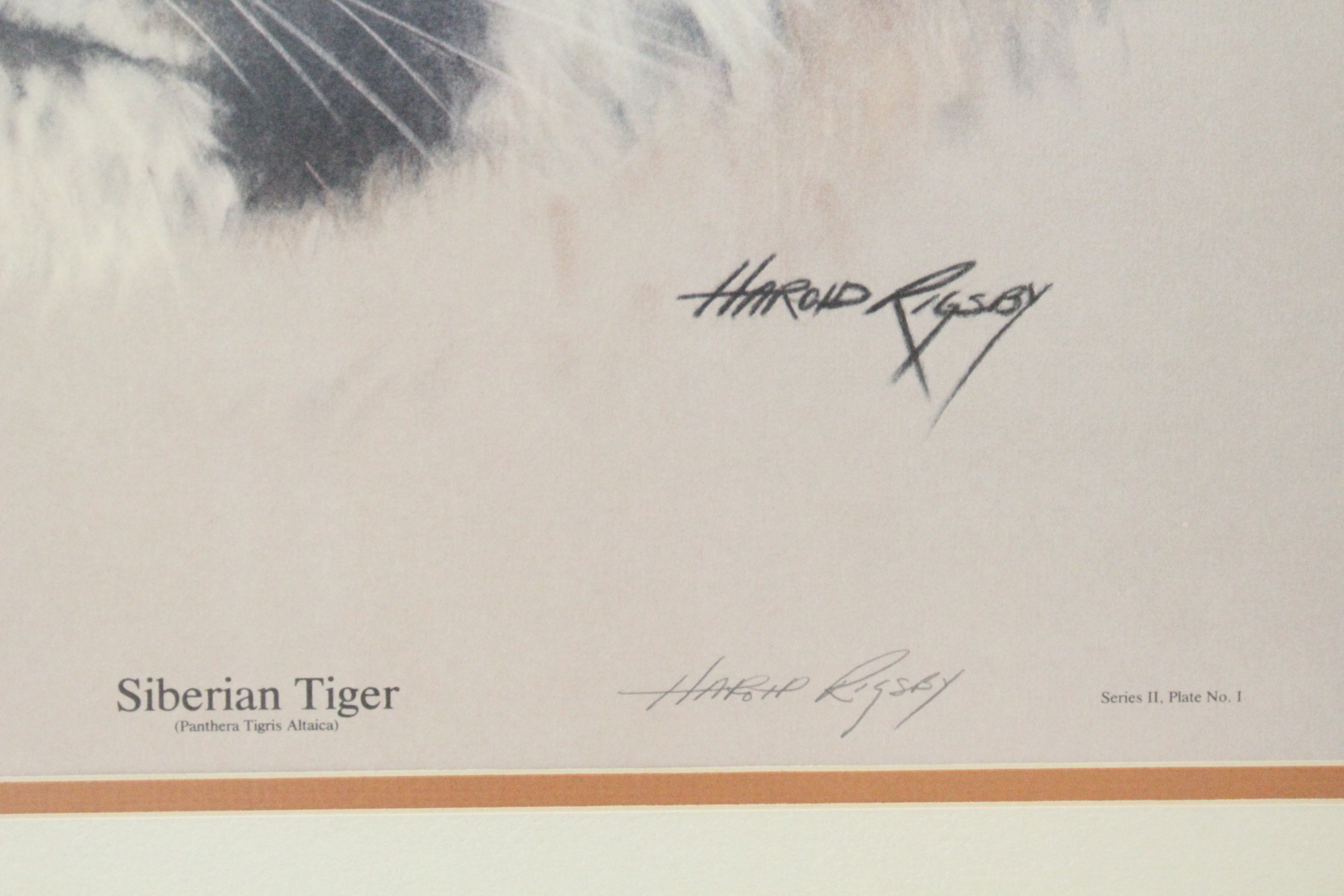Signed Harold Rigsby Limited Edition Lithograph "Siberian Tiger"