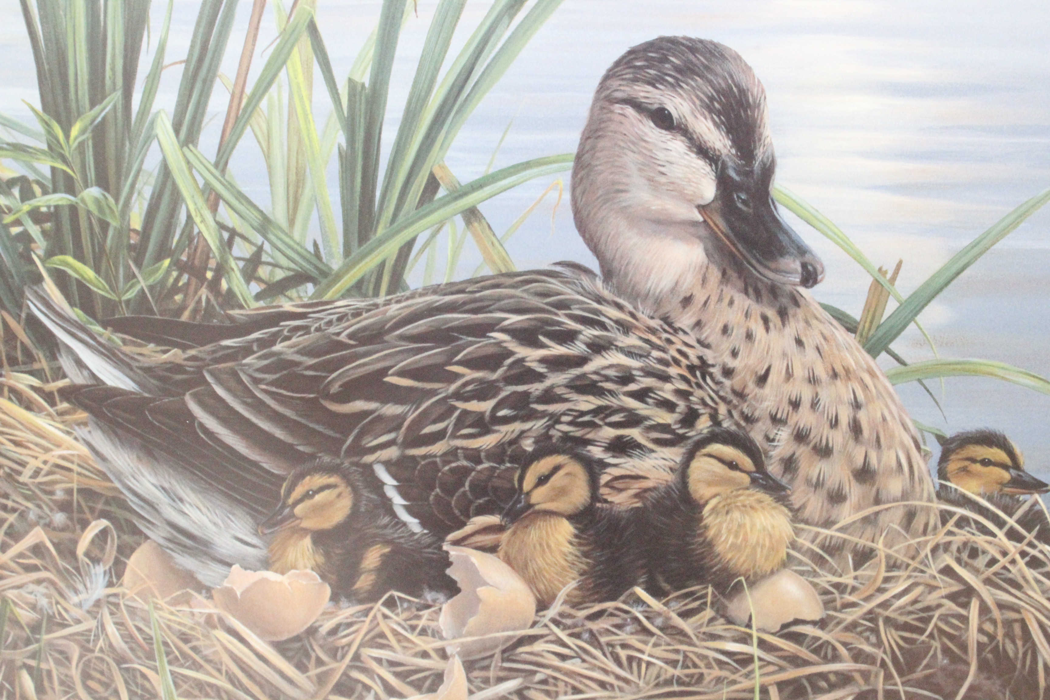 Signed Luke Raffin Limited Edition Lithograph "Mallard Family"