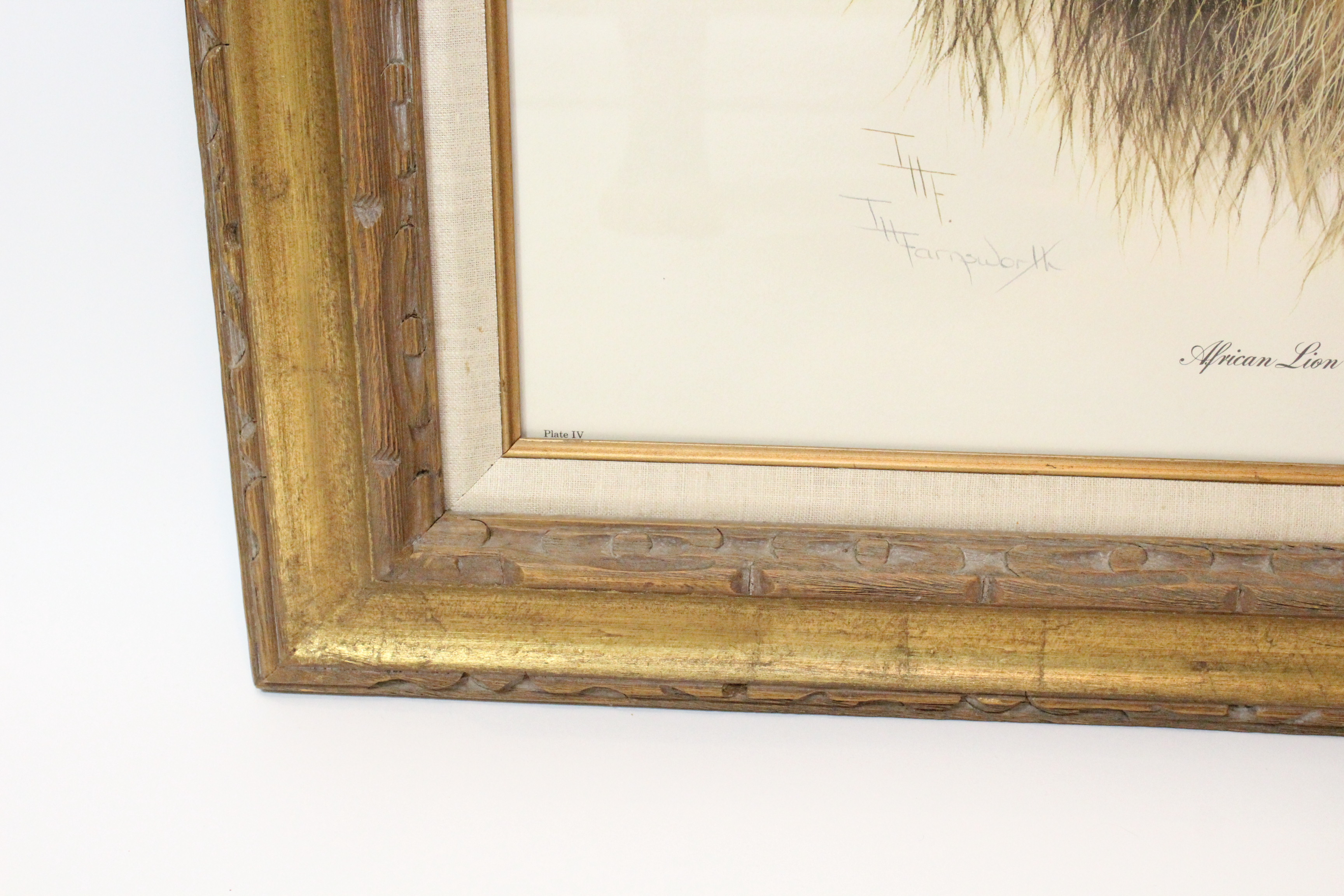 Signed Imogene Farnsworth Offset Lithograph "African Lion"