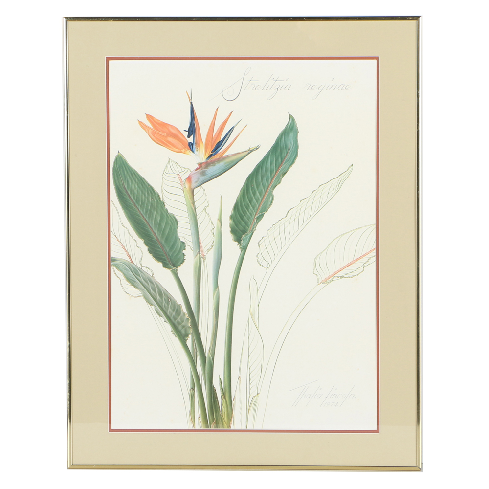 Offset Lithograph After Thalia Lincoln "Strelitzia Reginae"