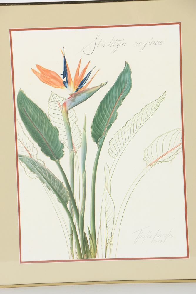 Offset Lithograph After Thalia Lincoln "Strelitzia Reginae"