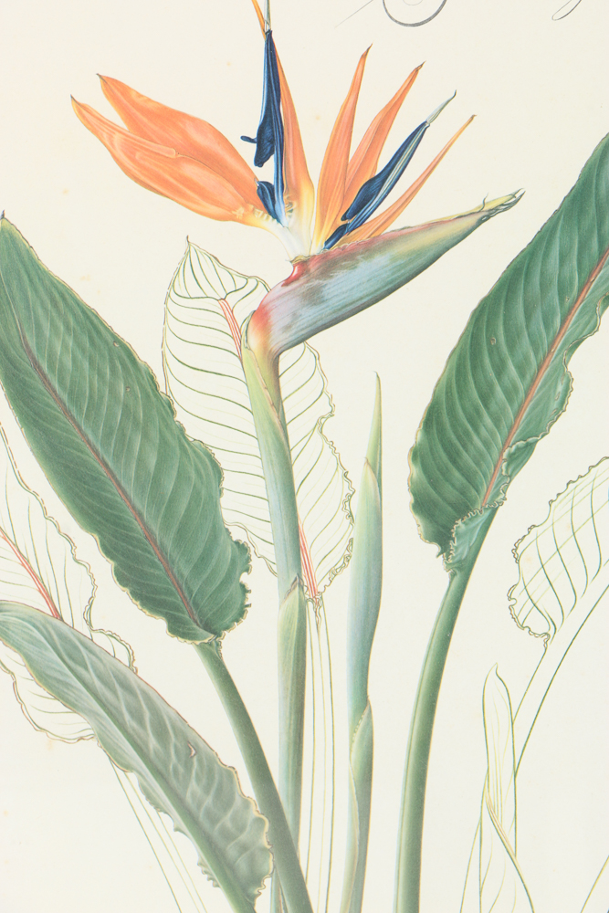 Offset Lithograph After Thalia Lincoln "Strelitzia Reginae"